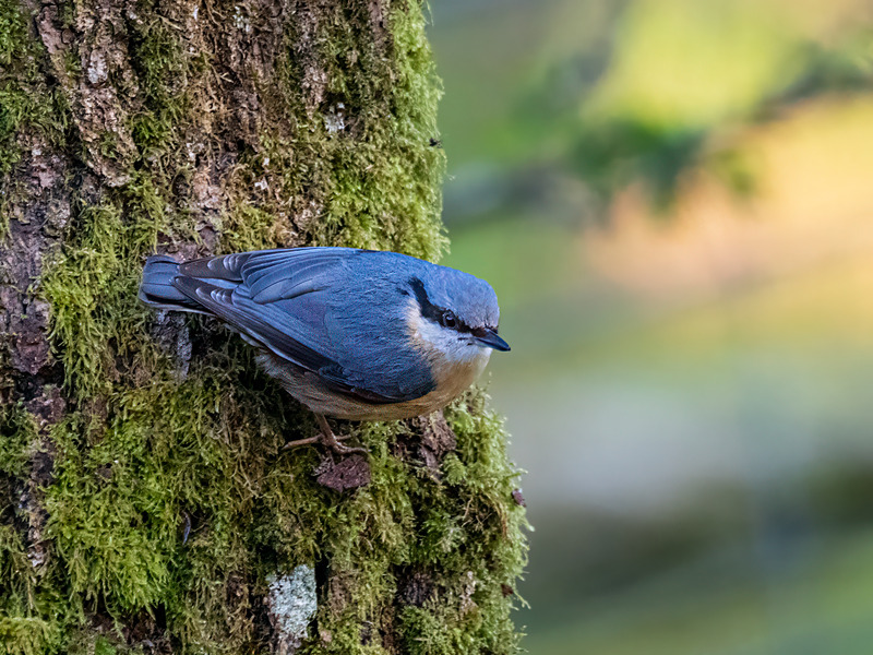 Nuthatch - Latest photos