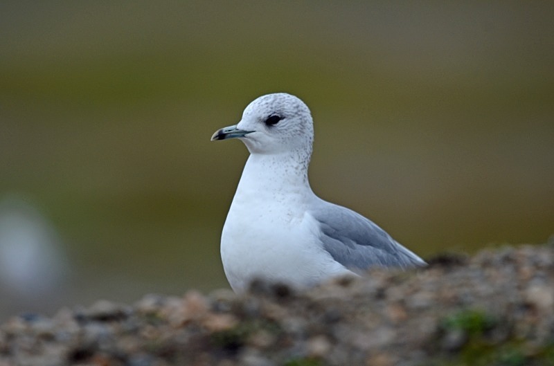 Common Gull - Gulls