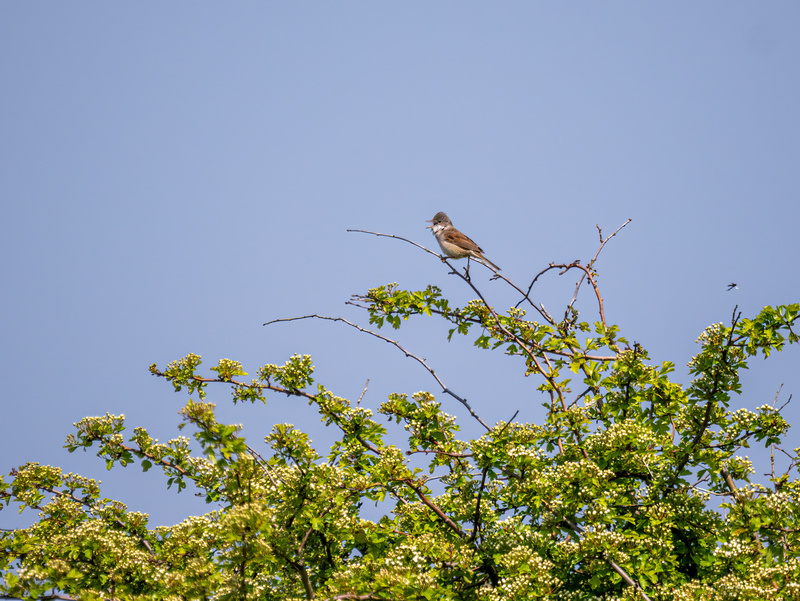 Common Whitethroat - Latest photos