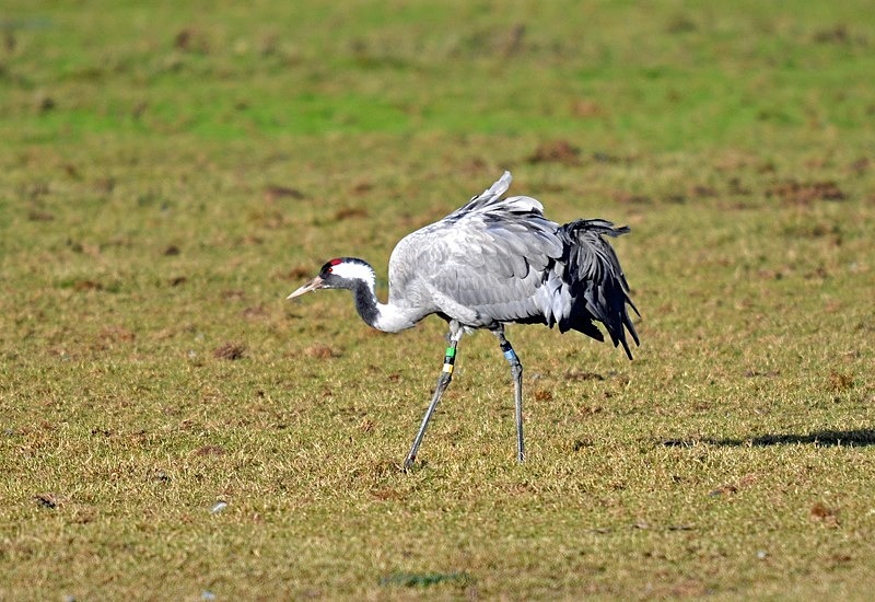 Common Crane - Cranes