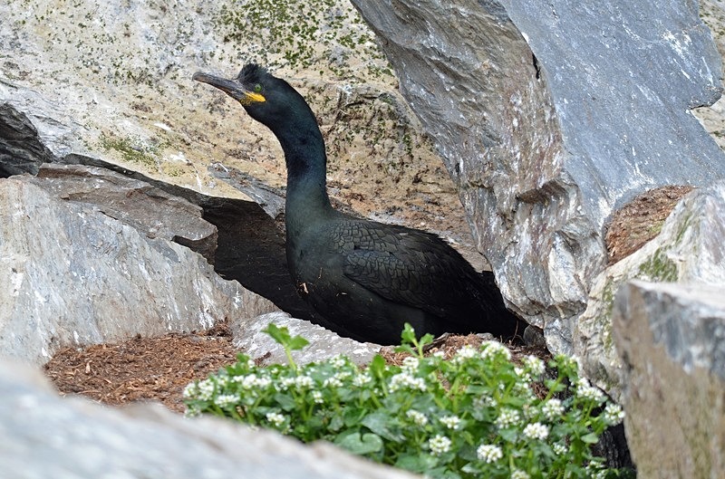 Shag - North Norway