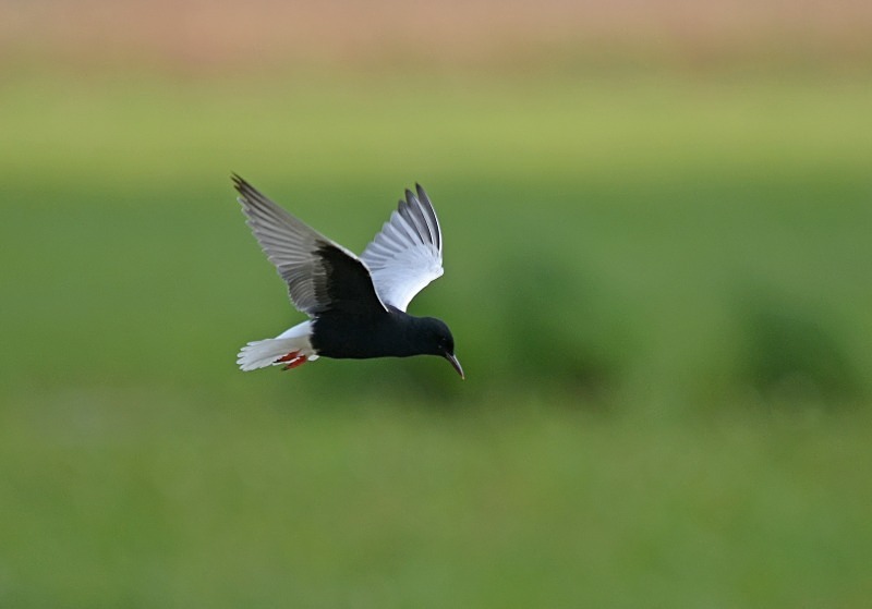 White-winged Black Tern - North east Poland - May 2013