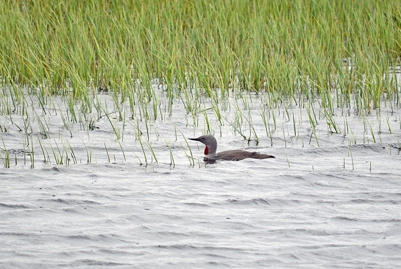 Red-throated Diver - North Norway