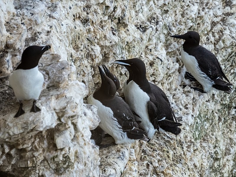 Common Guillemots - Auks