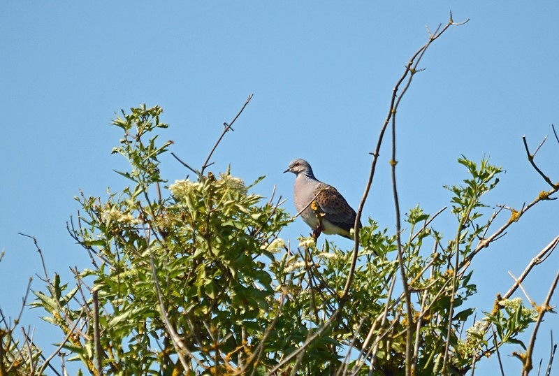 Turtle Dove - Pigeons and doves