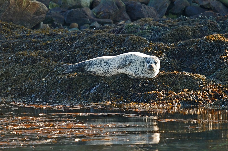 Common Seal - Common Seals