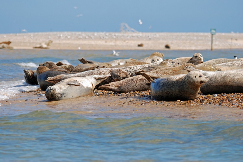 Common Seals - Common Seals
