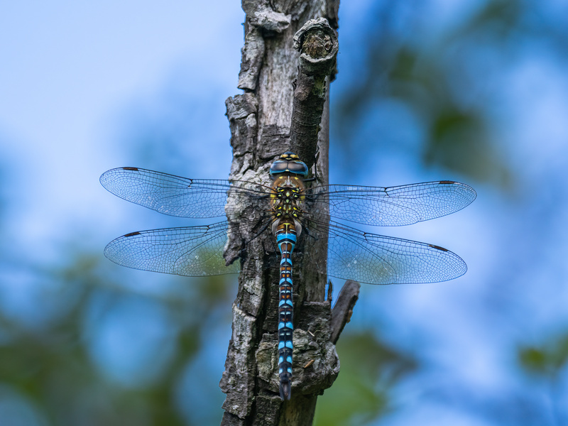 Migrant Hawker - Dragonflies and damselflies