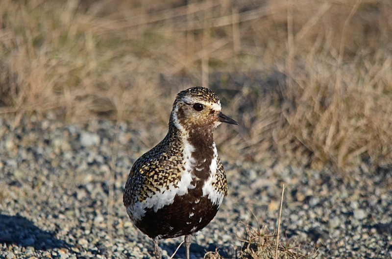 Golden Plover - Snæfellsnes peninsula