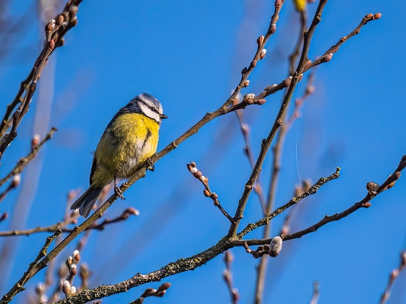 Blue Tit - Tits