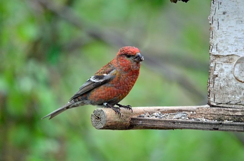 Pine Grosbeak - North Finland - part 1