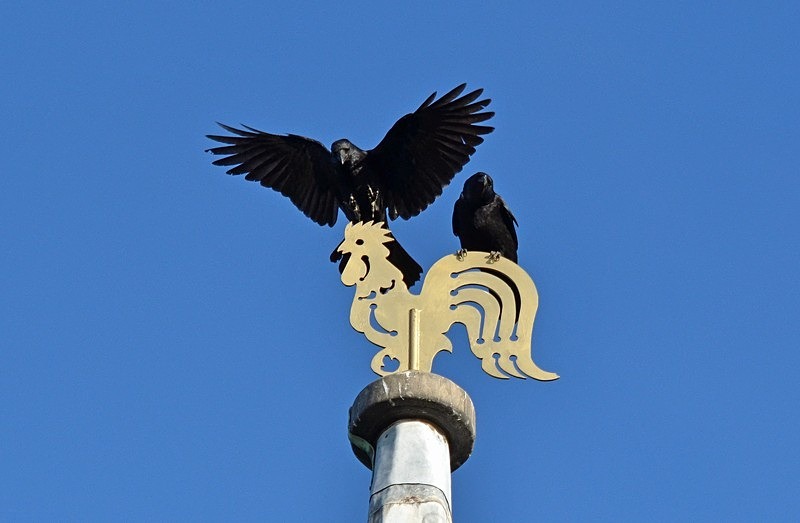 Carrion Crows - Crows