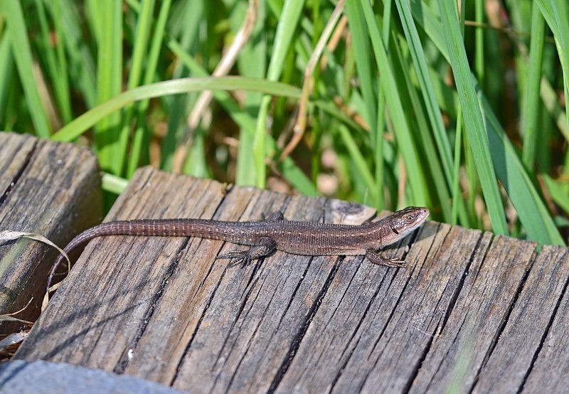 Common Lizard - Lizards