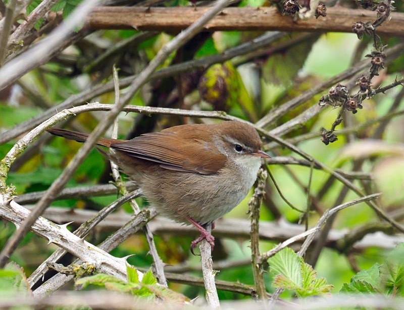 Cetti's Warbler - Warblers