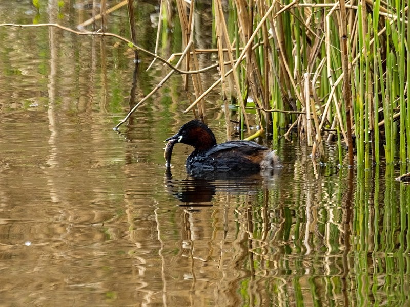 Little Grebe - Grebes
