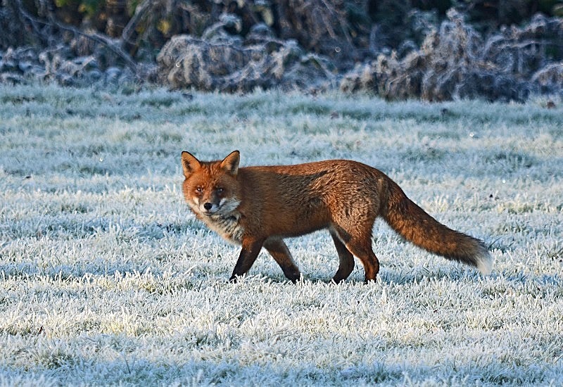 December 2016 - Red Fox - Photos of the month