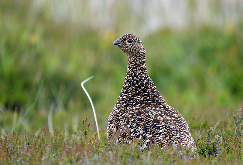 Red Grouse - Game birds