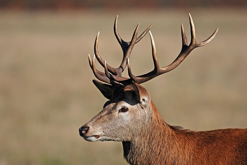 Red Deer - Red Deer