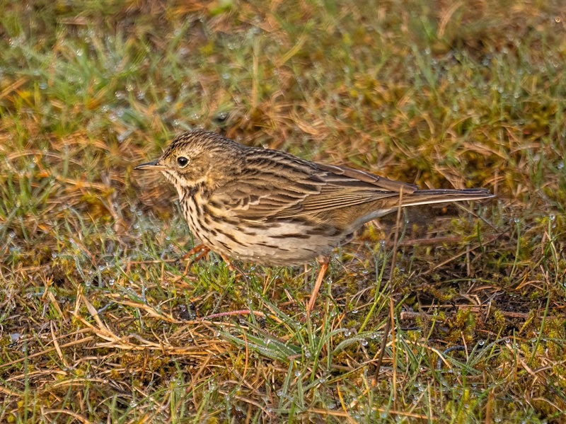Meadow Pipit - Pipits