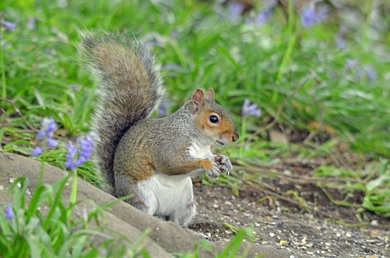 Grey Squirrel - Grey Squirrels