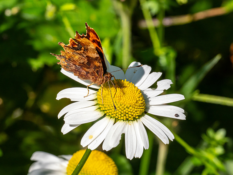 Comma - Latest photos