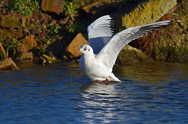 Black-headed Gull - Gulls