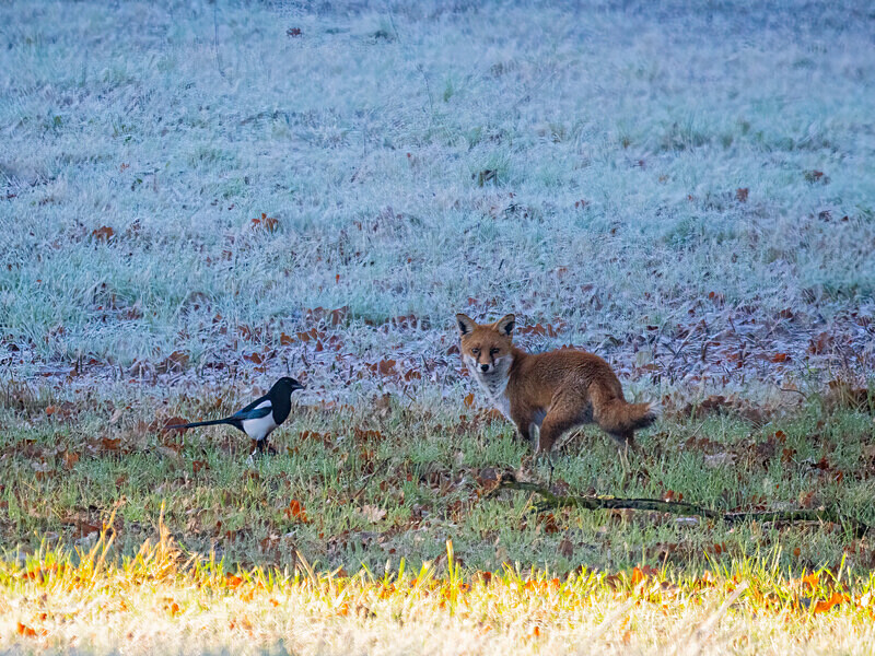 Red Fox - Latest photos