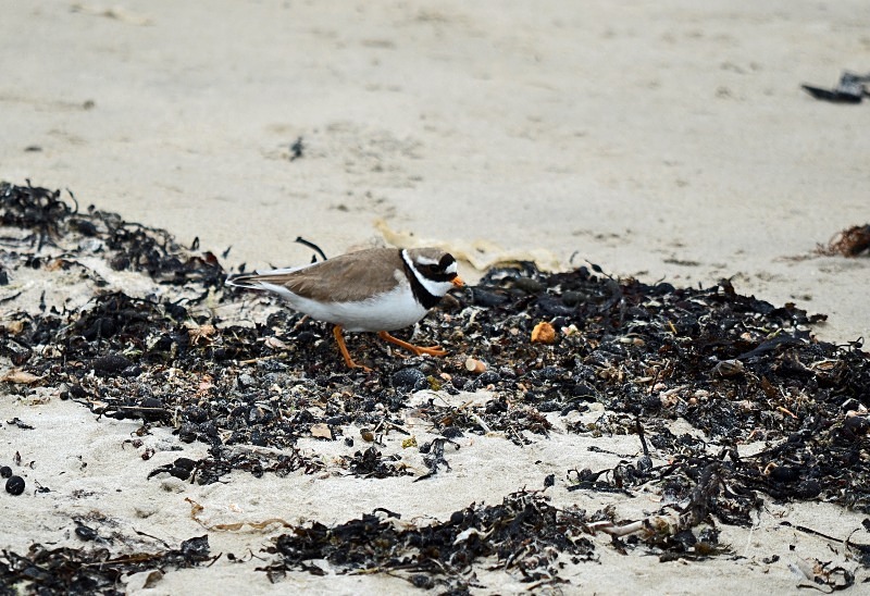 Ringed Plover - Plovers