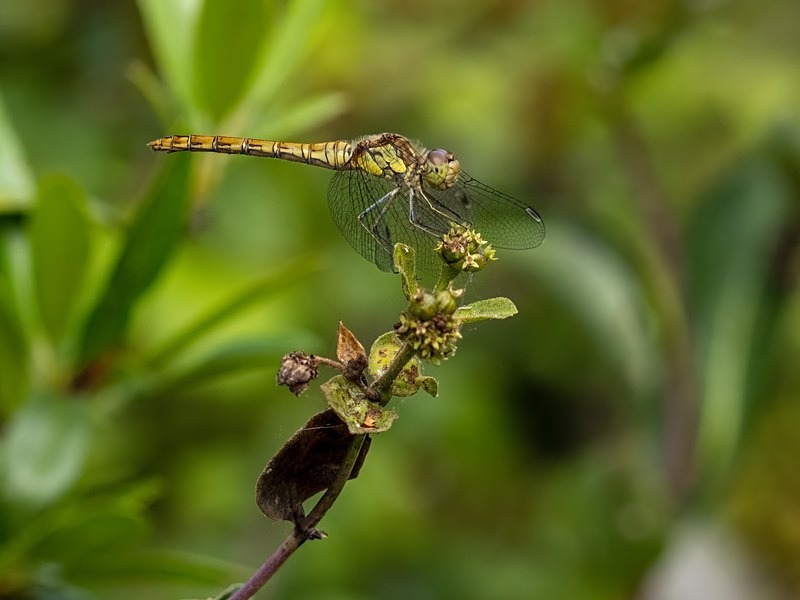 Common Darter - Dragonflies and damselflies
