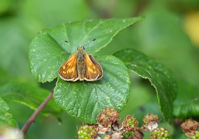 Large Skipper - Butterflies