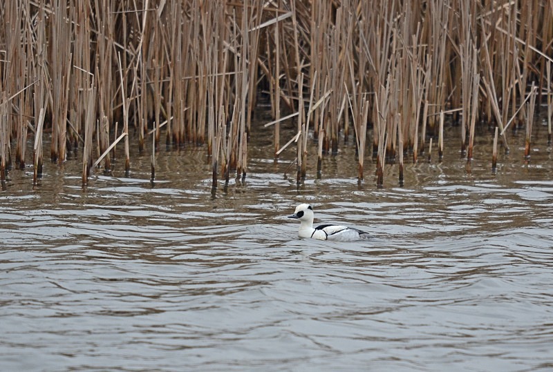 Smew - Sawbills