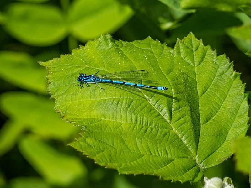 Azure Damselfly - Dragonflies and damselflies