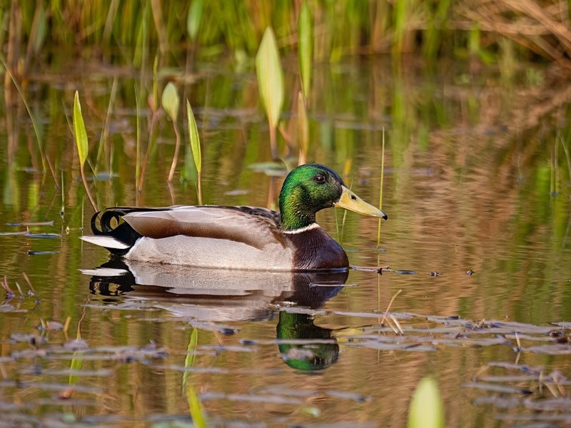 Mallard - Dabbling ducks