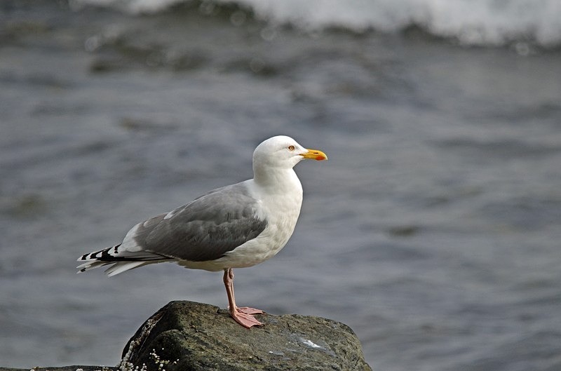 Herring Gull - North Norway