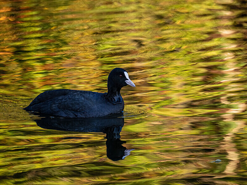 Coot - Latest photos