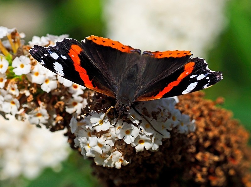 Red Admiral - Butterflies