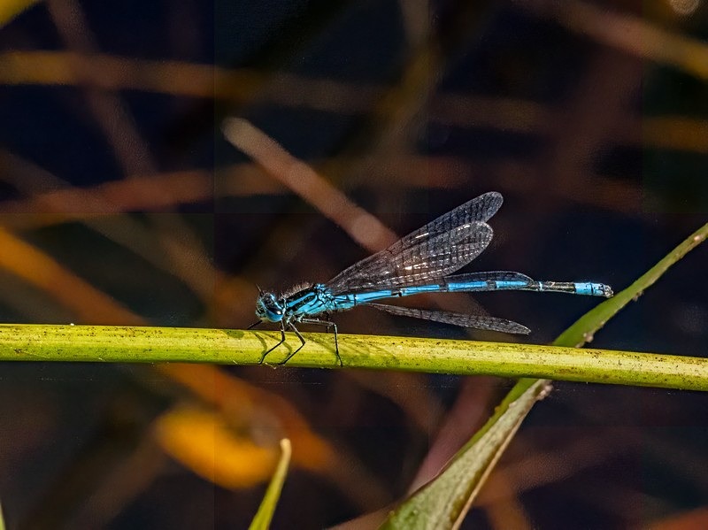 Azure Damselfly - Dragonflies and damselflies