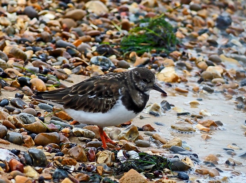 Turnstone - Sandpipers