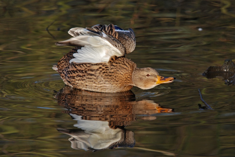 Mallard - Dabbling ducks