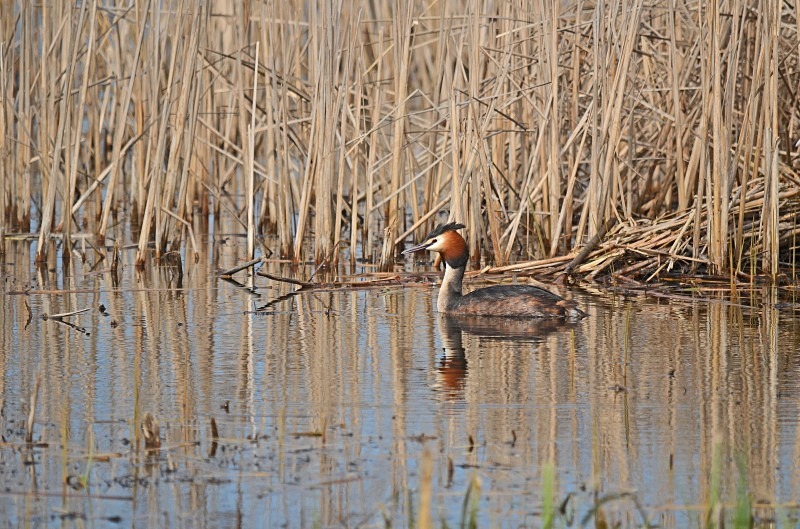 Great Crested Grebe - Grebes