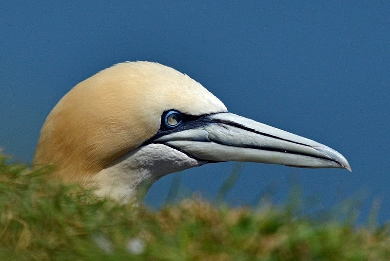 Gannet - Gannets