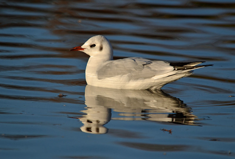 Black-headed Gull - Gulls