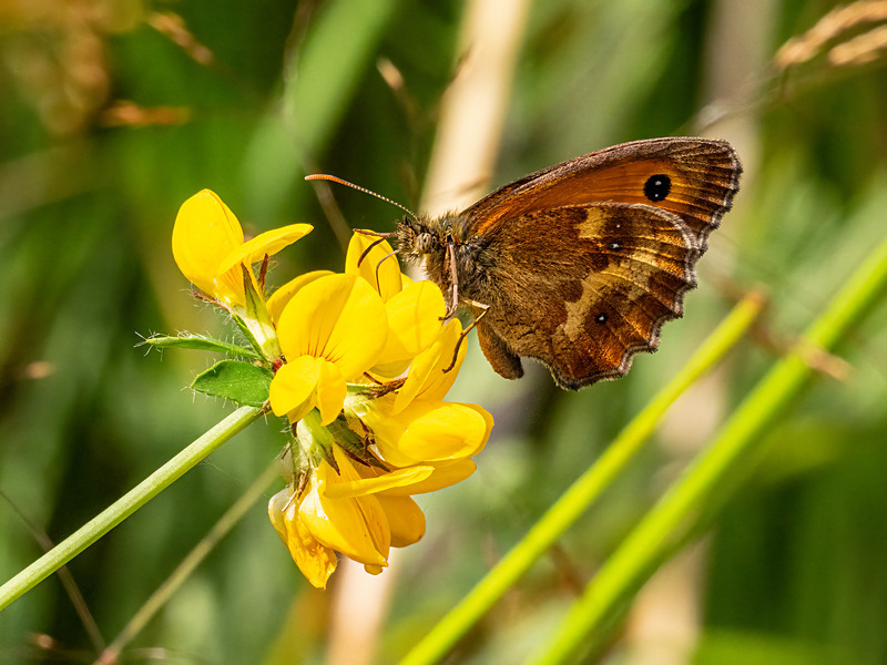 Gatekeeper - Latest photos