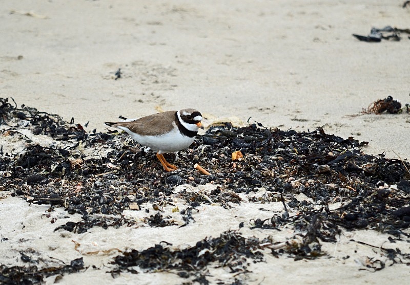 Ringed Plover - Plovers