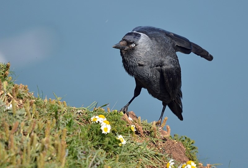 Jackdaw - Crows