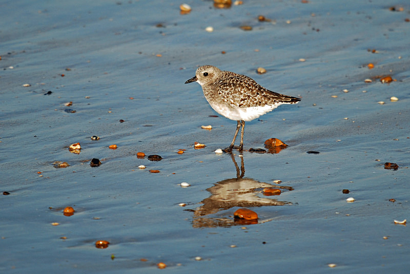 Grey Plover - Plovers