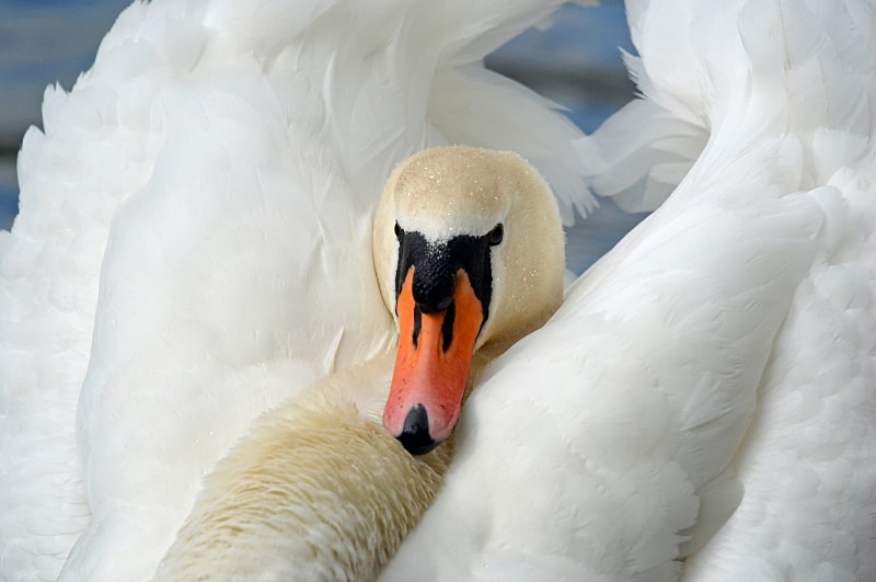 Mute Swan - Mute Swans