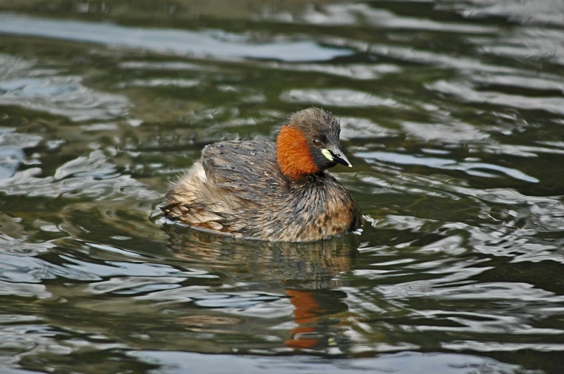 Little Grebe - Grebes