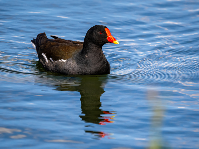 Moorhen - Latest photos