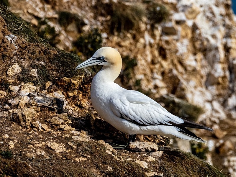 Gannet - Gannets